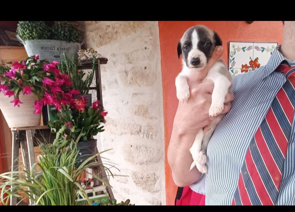 Patrick Le Moing - Chiot disponible  - Whippet